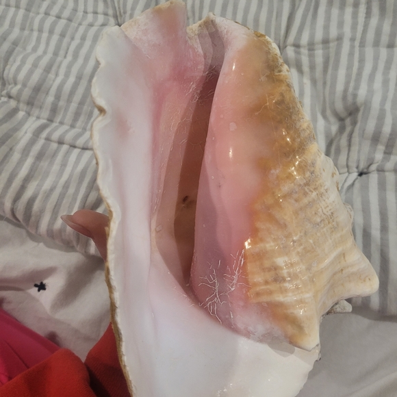 Large queen Key west shell 🐚 - Picture 4 of 5